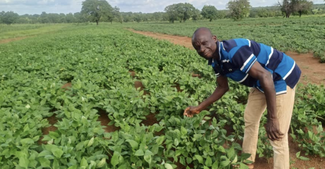 Cowpea in ghana.png